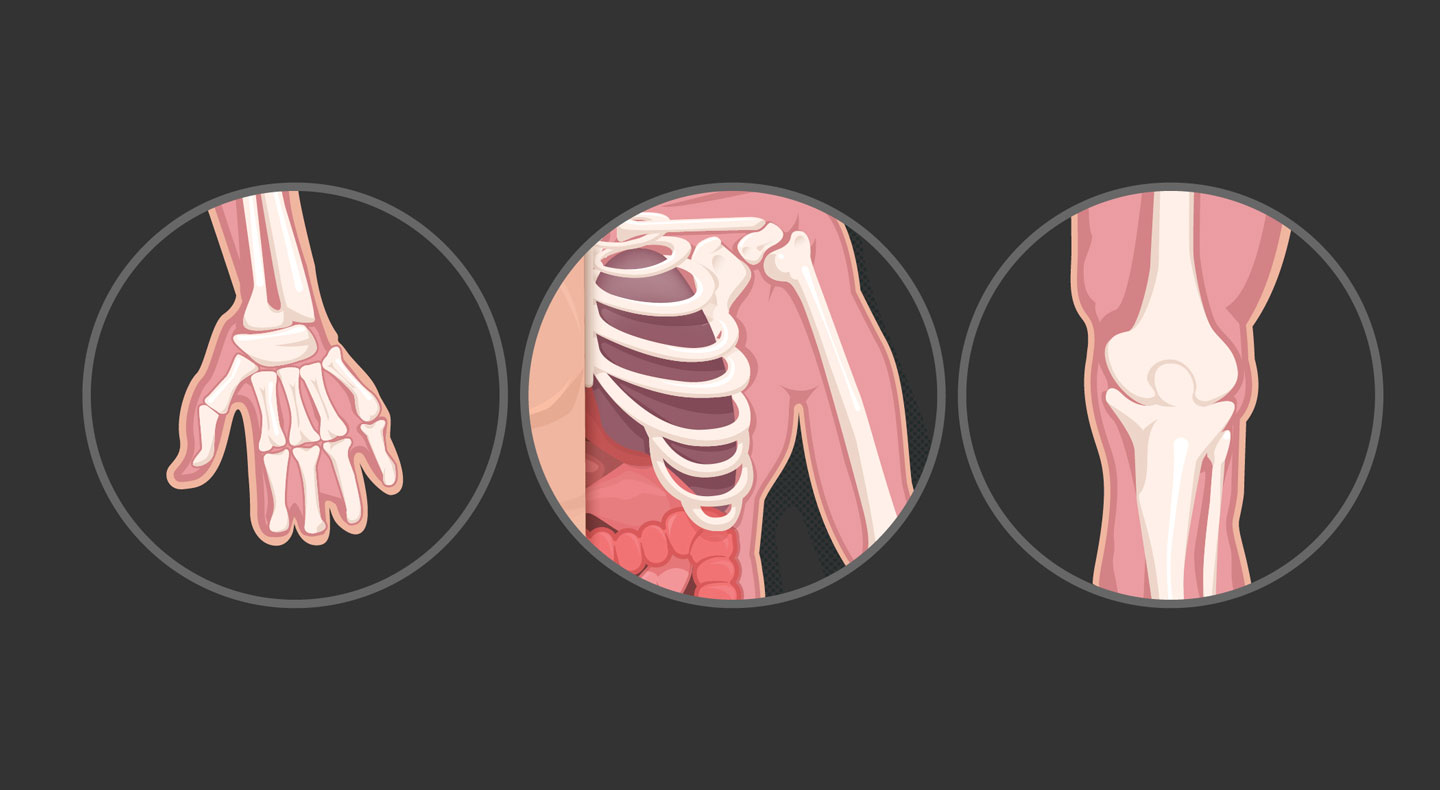 Anatomy poster illustration detail